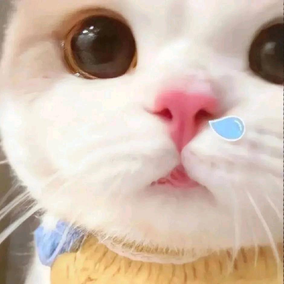 极品乌龟王
