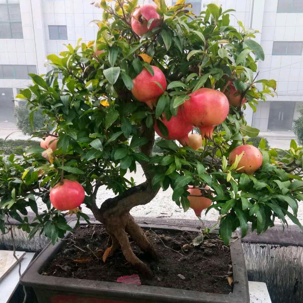 幸福每一天潘六爷