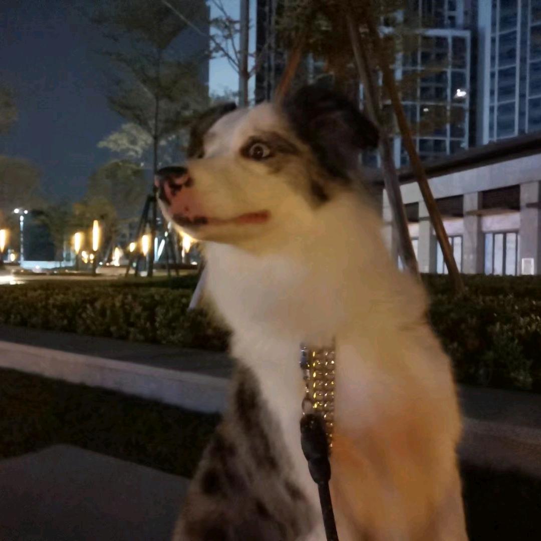 🐕豆豆