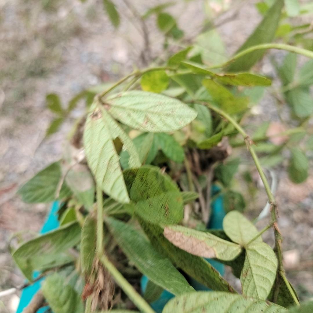 山野药养生酒