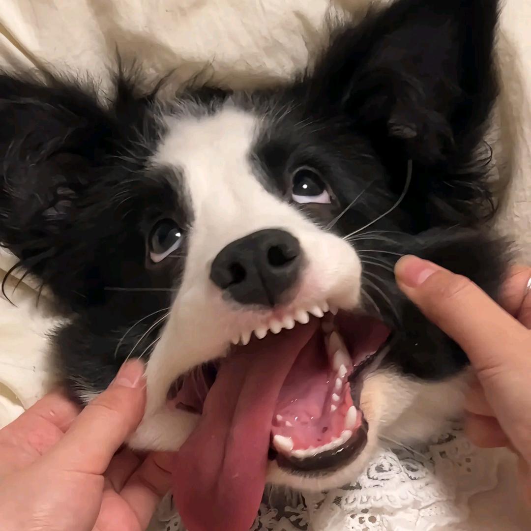 菩提子