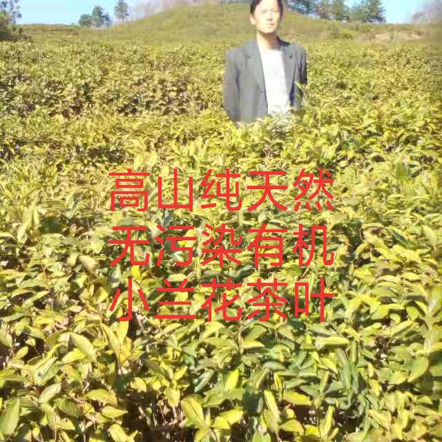 黄土雾茶叶@农广