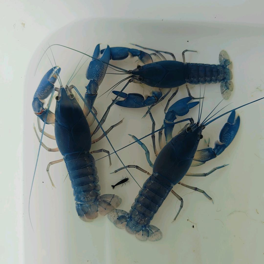 顺鑫水族观赏虾