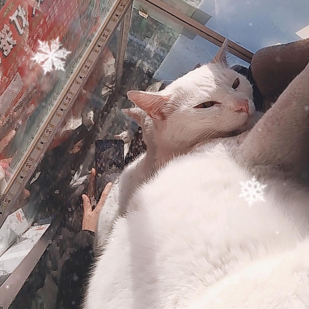 泗阳流浪狗之家小号