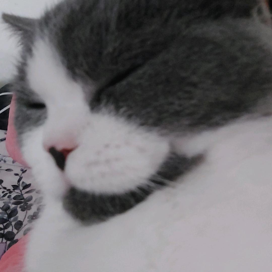 柠檬