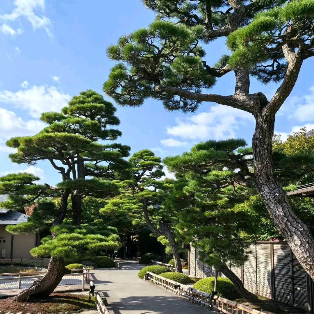 楚景园林