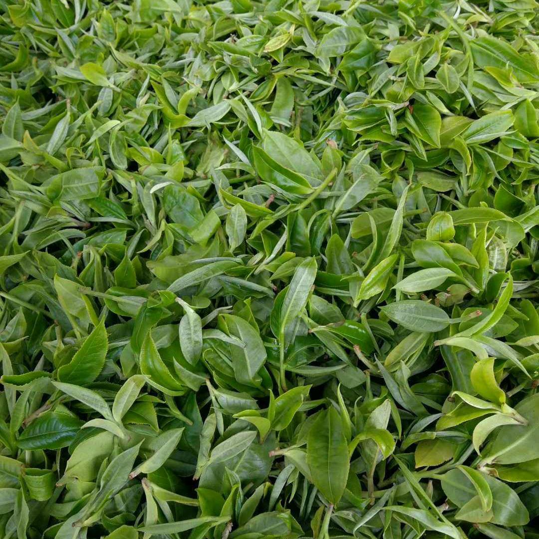 暂退