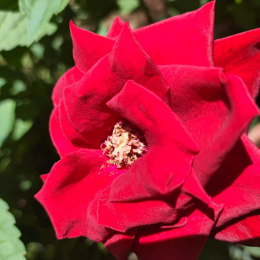 贵州姑娘甘肃媳妇的茉莉