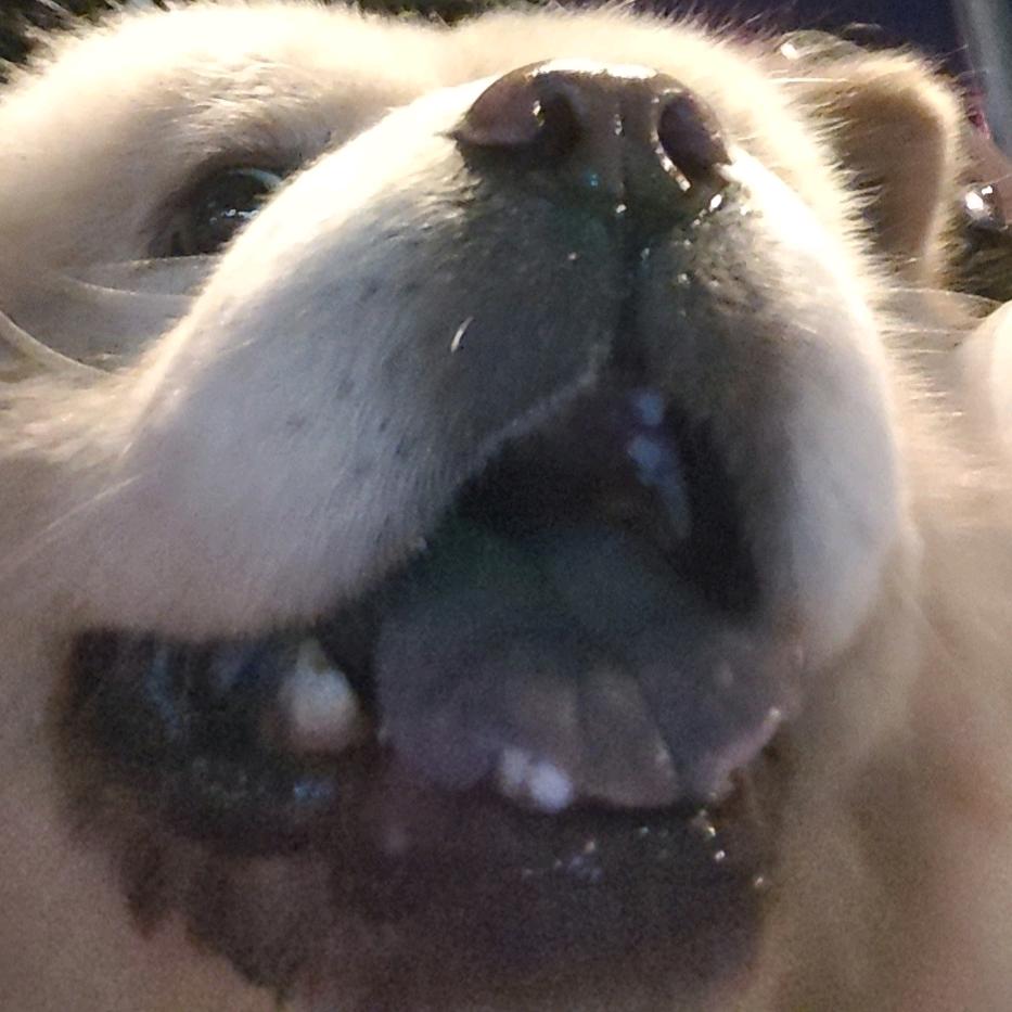 青萩