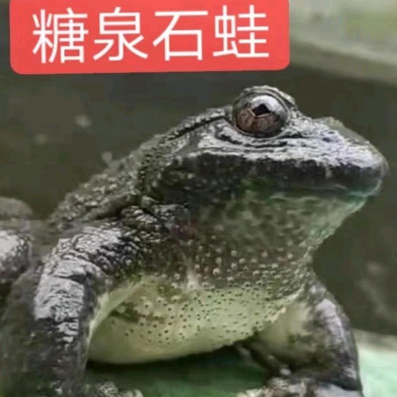 糖泉石蛙