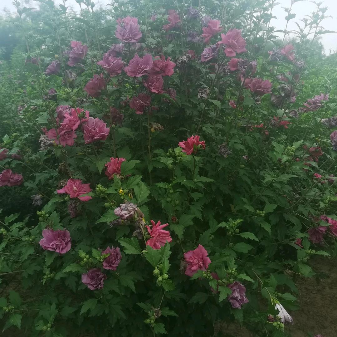 木槿花开