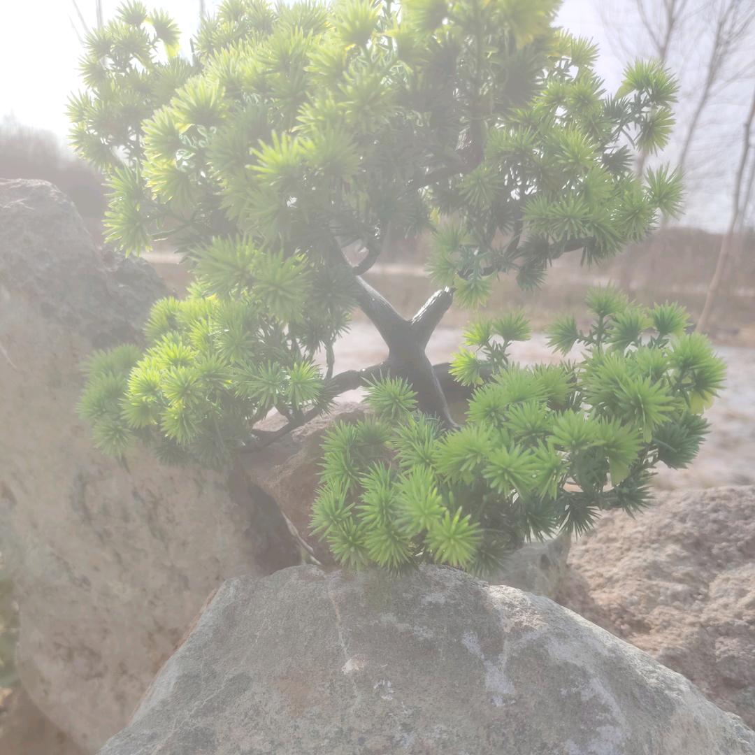 绿化苗木园林（老张）