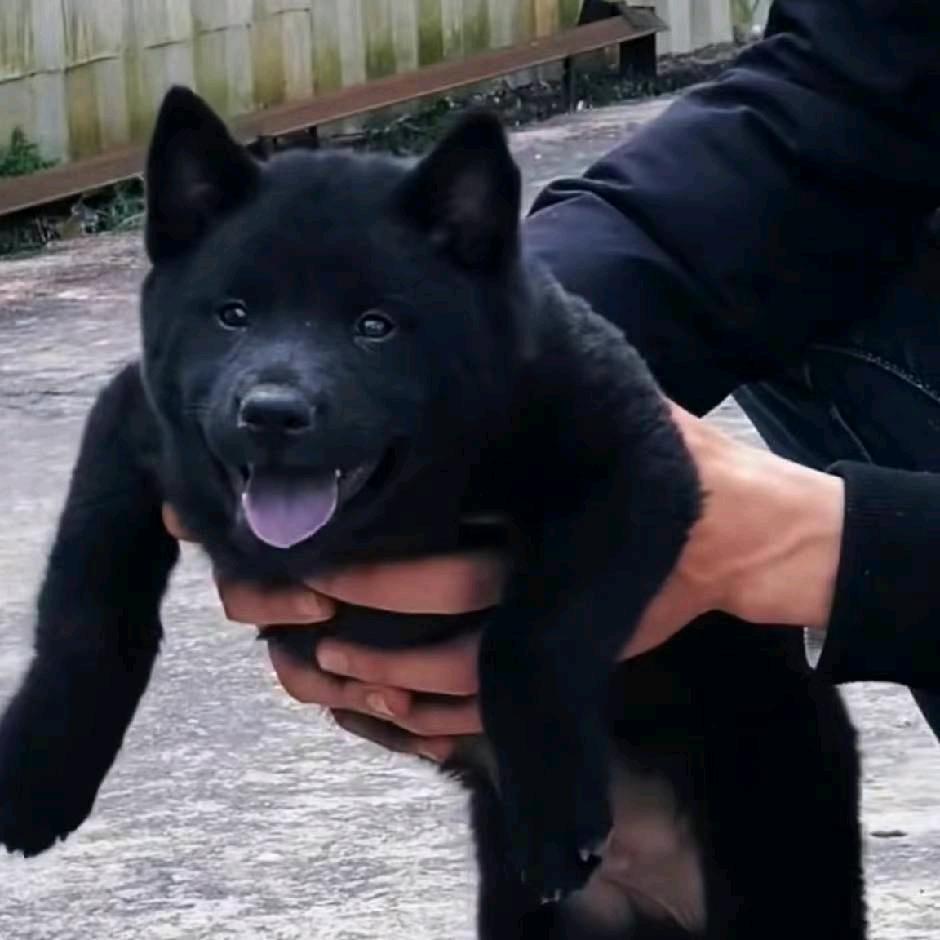 广西田园犬（代淘）