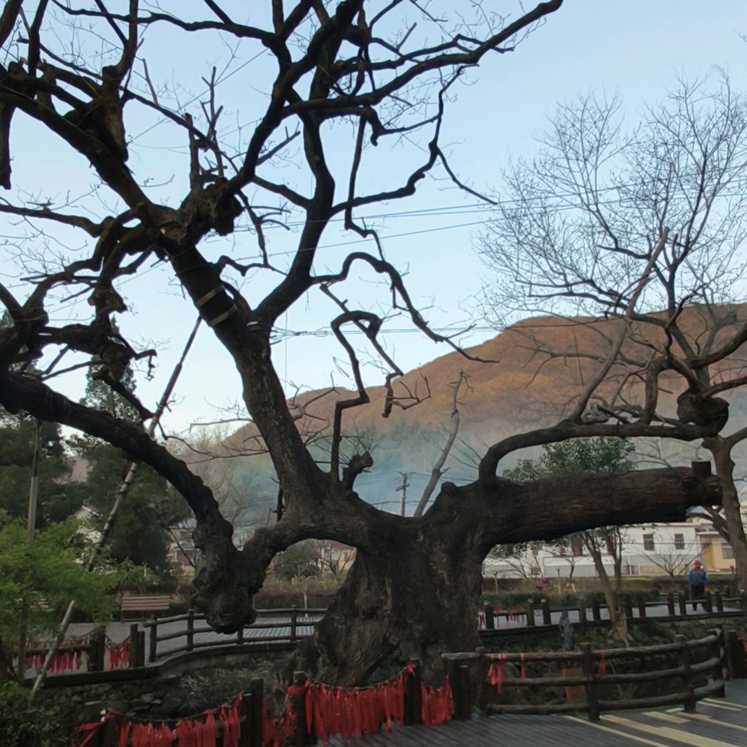 前【程】似锦