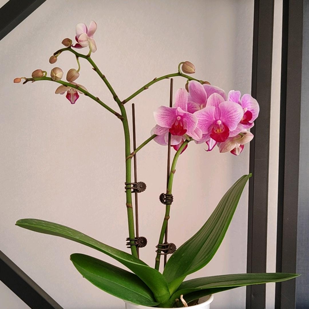 康复，抗衰，芳芳