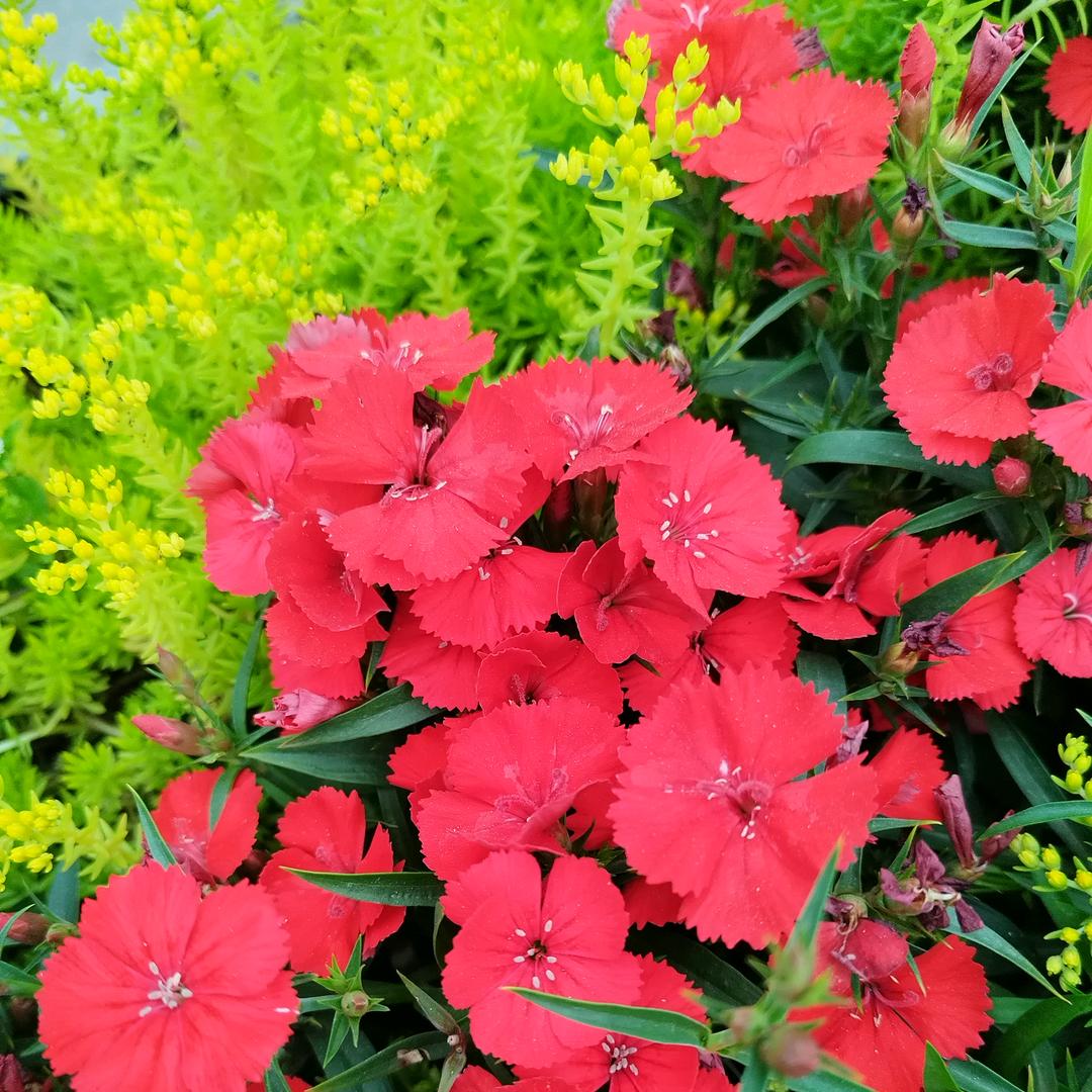 幸运相随🌹🌷🍒