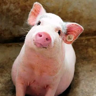 江湖猪事猪苗贸易～张威