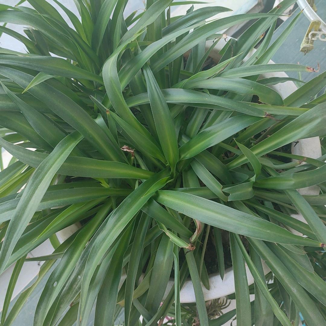 花开花落