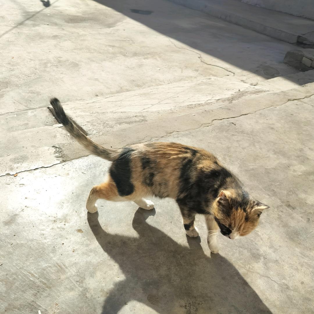 ༺❀ൢ挚༒爱ൢ❀༻