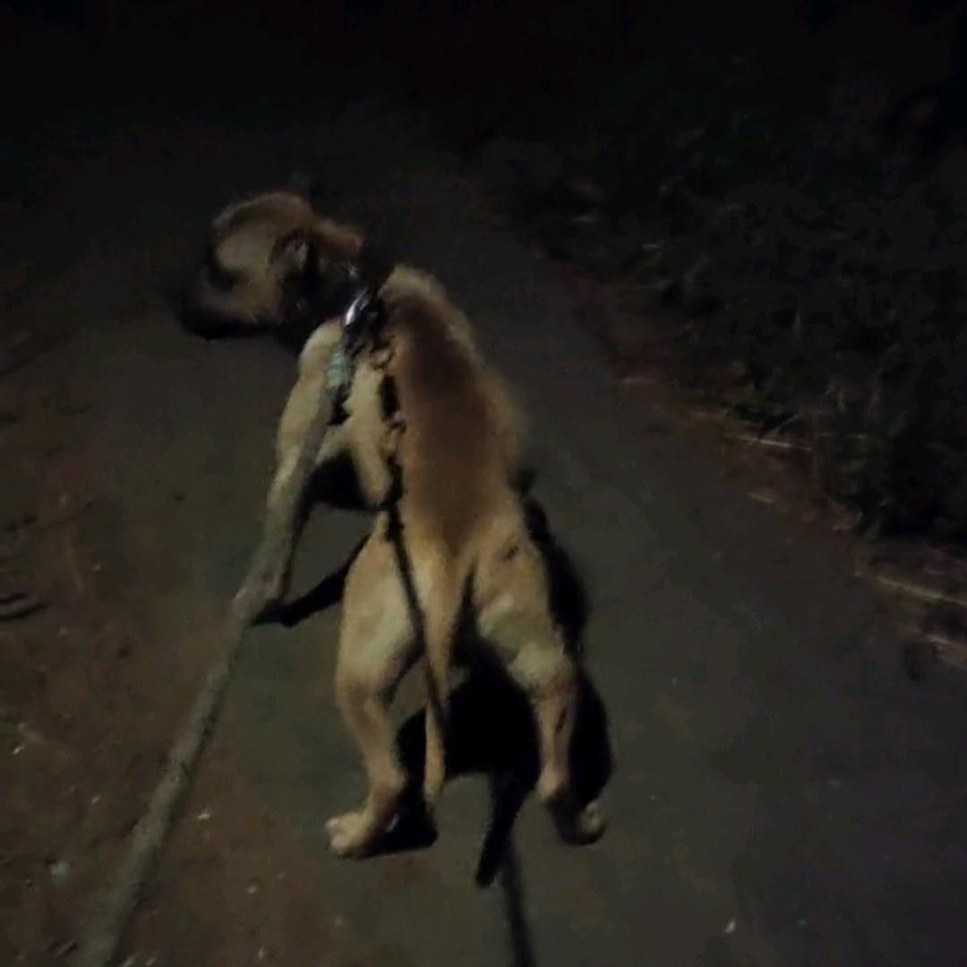 老十小体比特犬