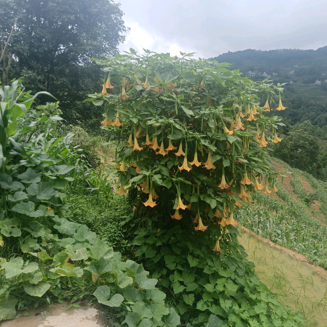 玫瑰花开