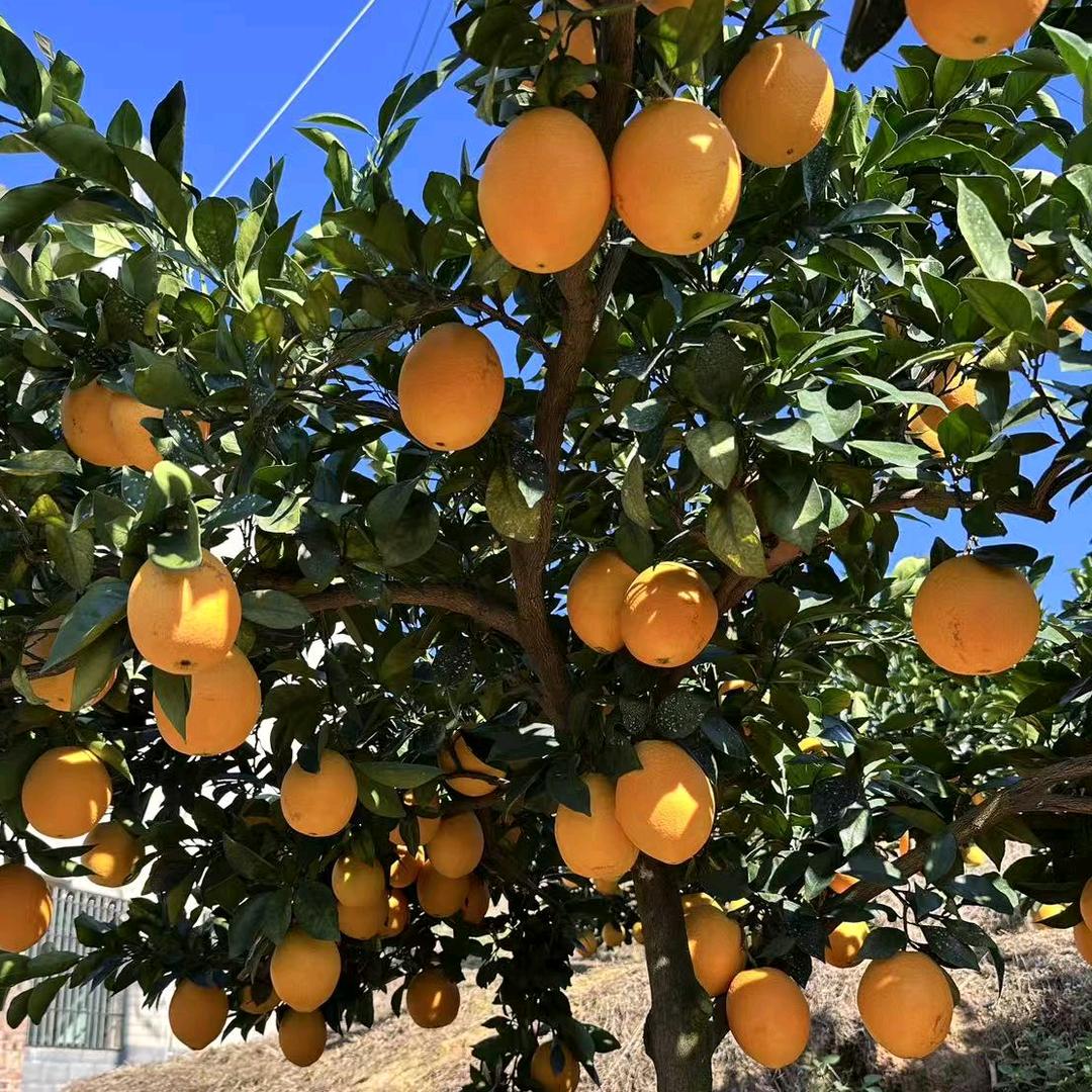 家鸽跑不动（卖脐橙版）