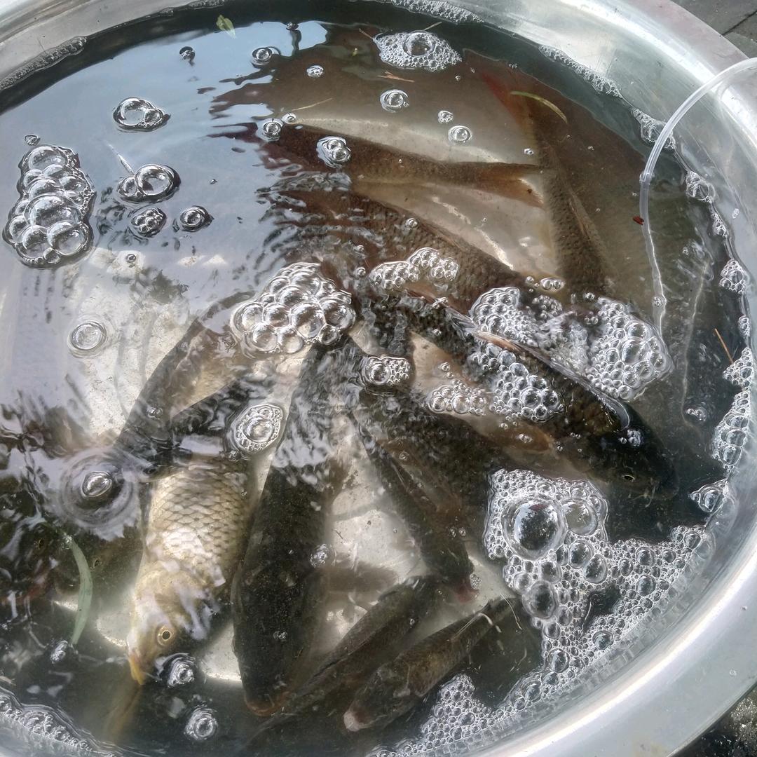 神仙钓鱼 可以代钓哦