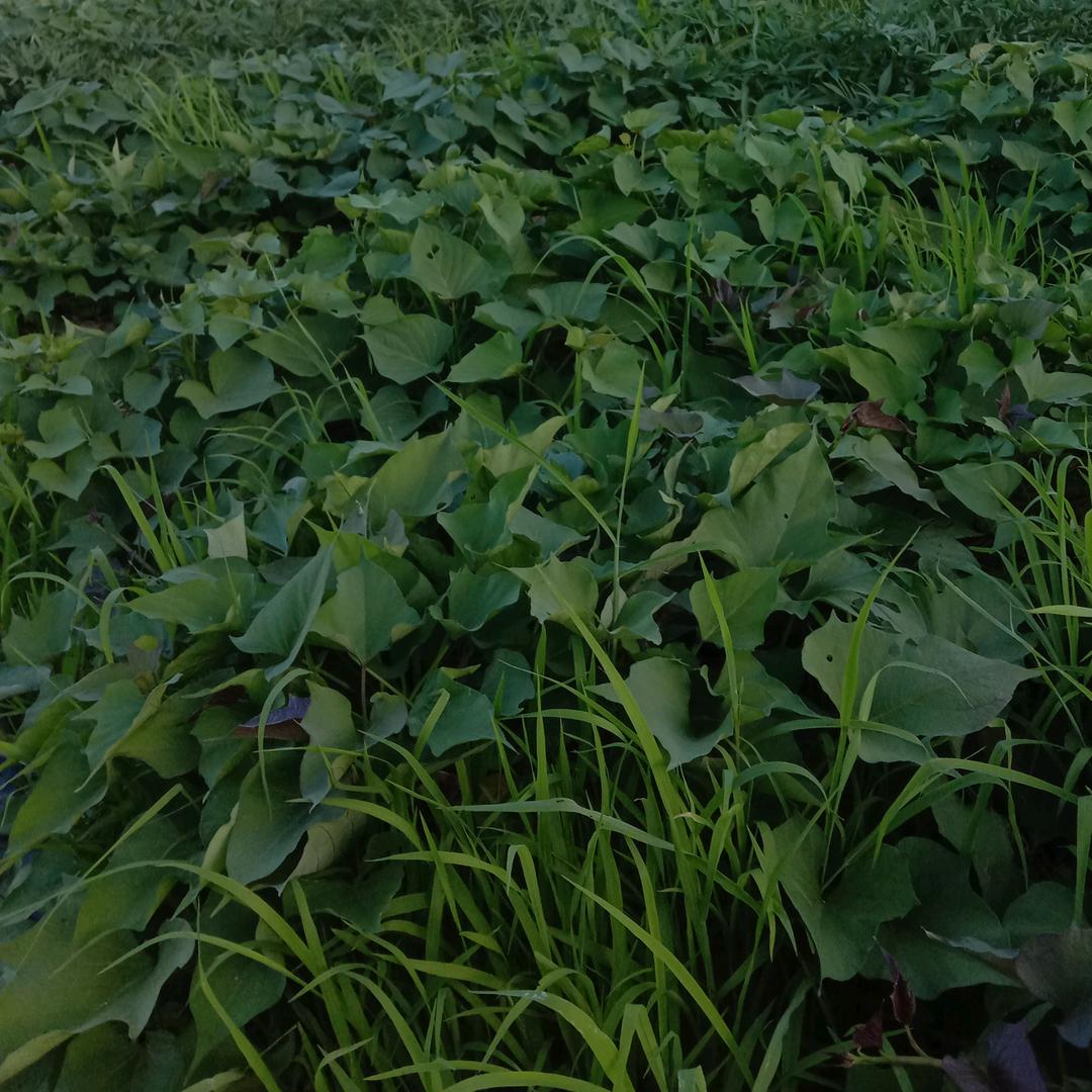 小施