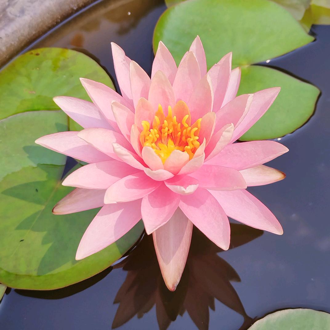 秋日睌空一片红