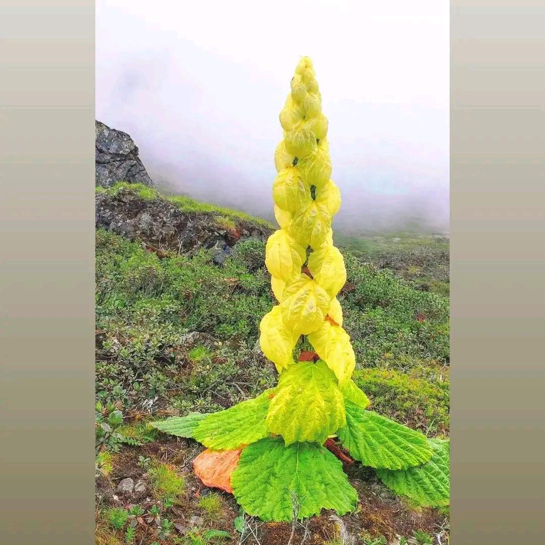 别闹