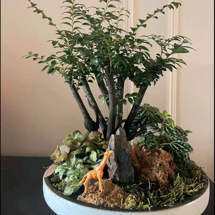 笑看人生