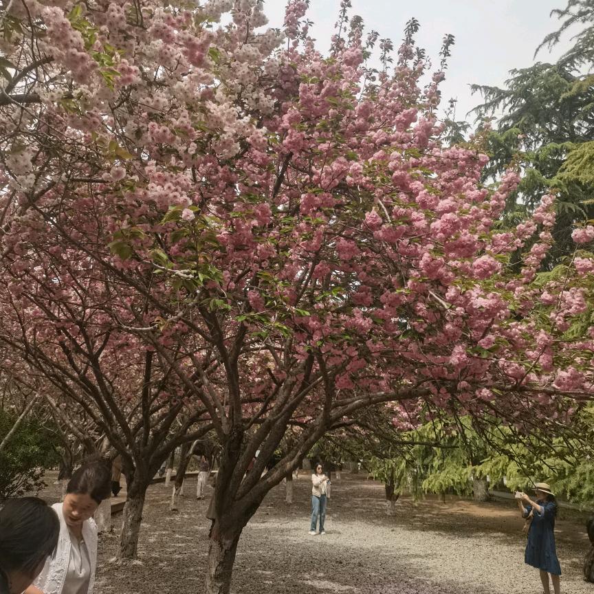 🥀🥀🥀幸运草🥀🥀🥀