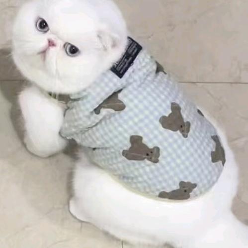 波斯大头，大碗吃肉，大管喝奶，牛