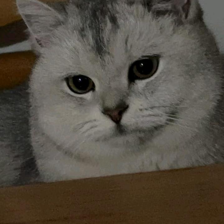毛豆豆