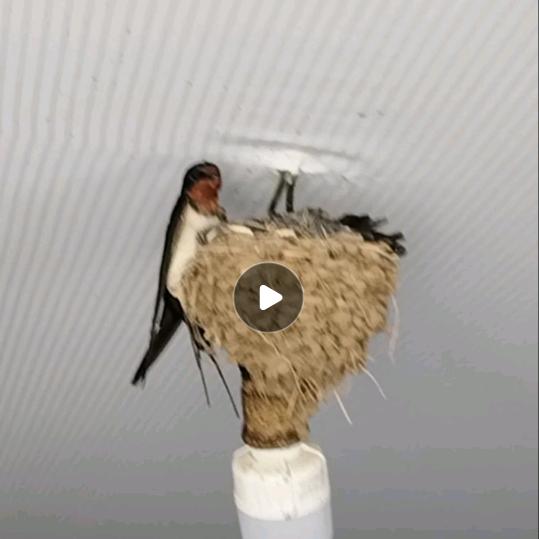 燕子哥《亮金鑫897》