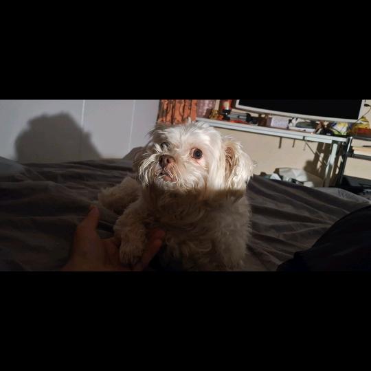 吴圆美