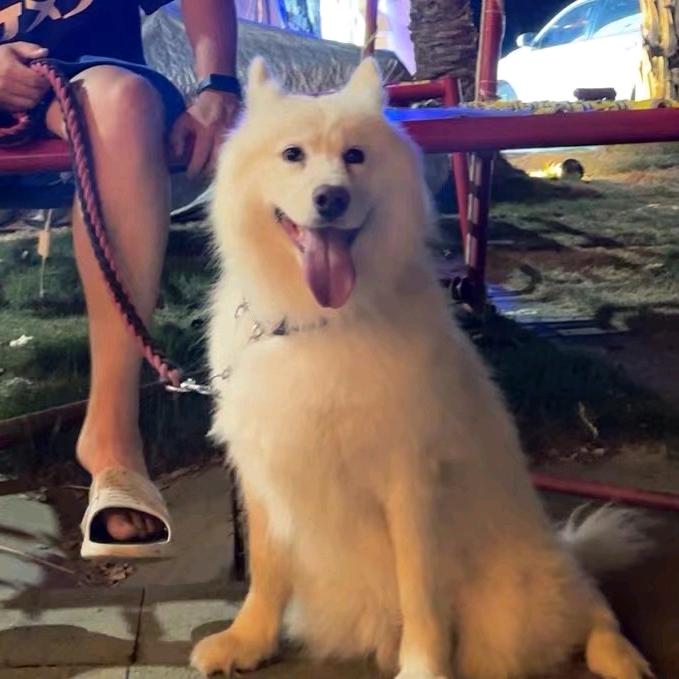 住在码头的小八