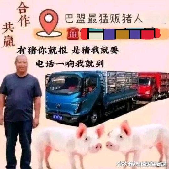 AAA母猪饲养老周