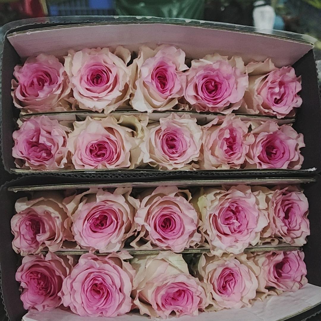 昆明斗南鲜花批发   毛毛