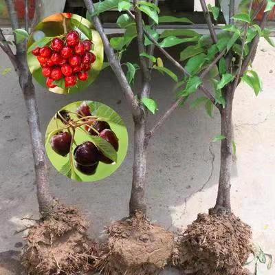 红祥苗木种植基地