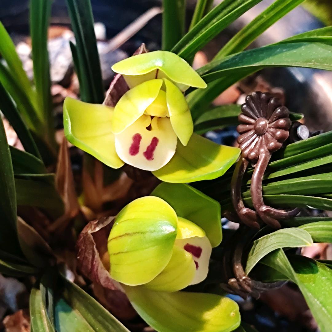 金如意兰农小店