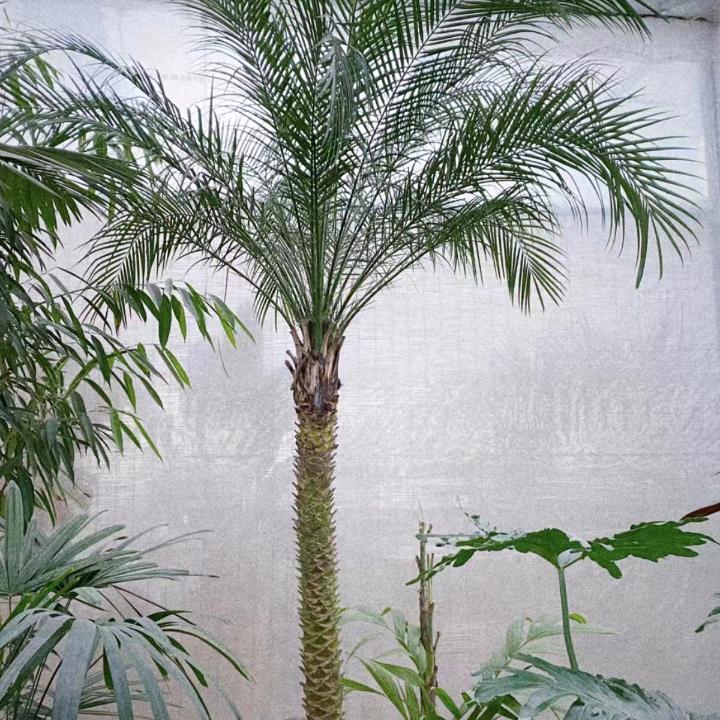 肥仔园林