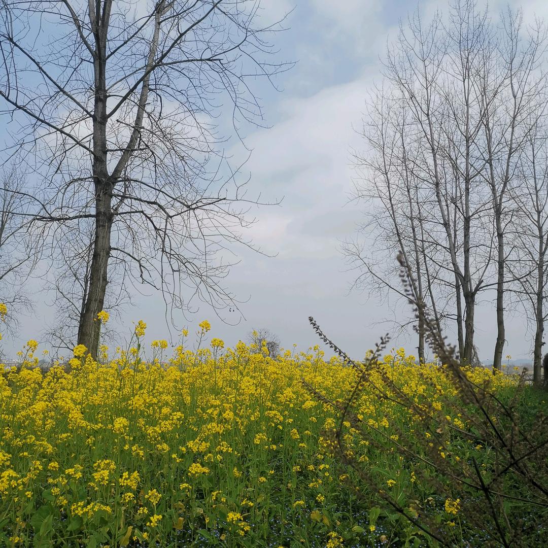 岁月染芳华