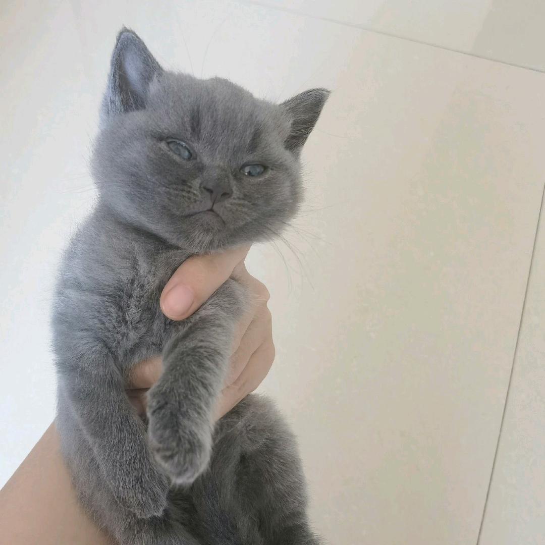 ♥一颗甜豆♥