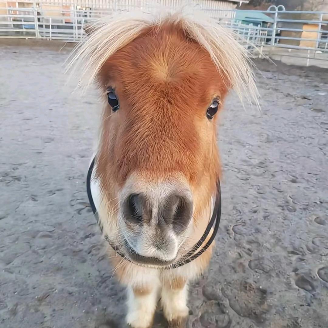 运气爆棚的土豆