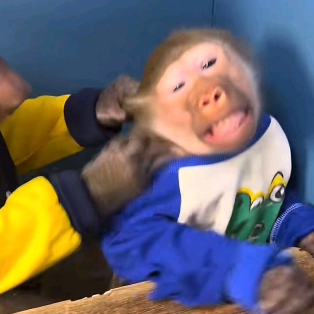 初听还是蘑菇头，再听已是厂中猴、