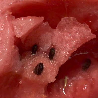 三林镇龙缠腰