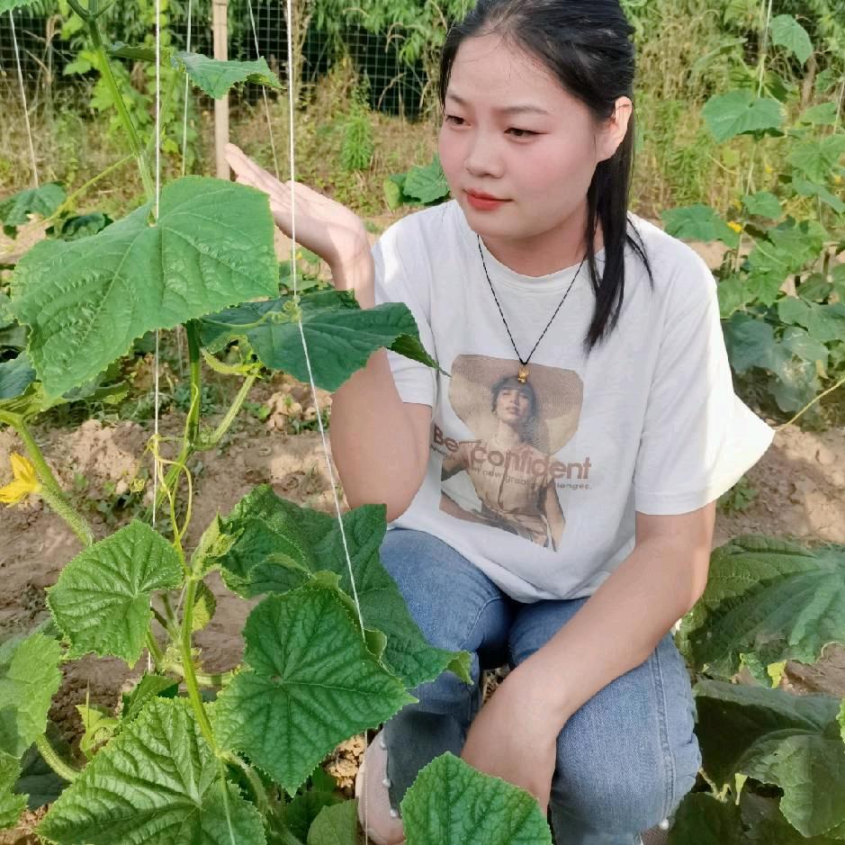 牛多多—黄瓜种植丹丹