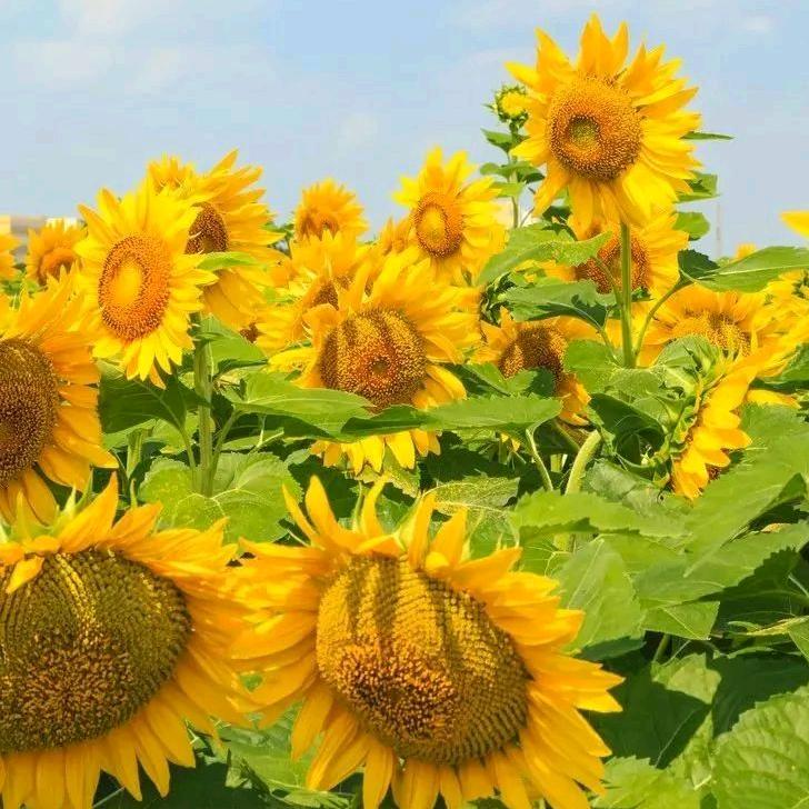 朝东花·向日葵