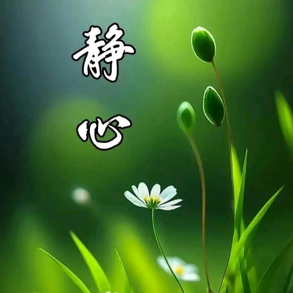 心愿🌻🍀